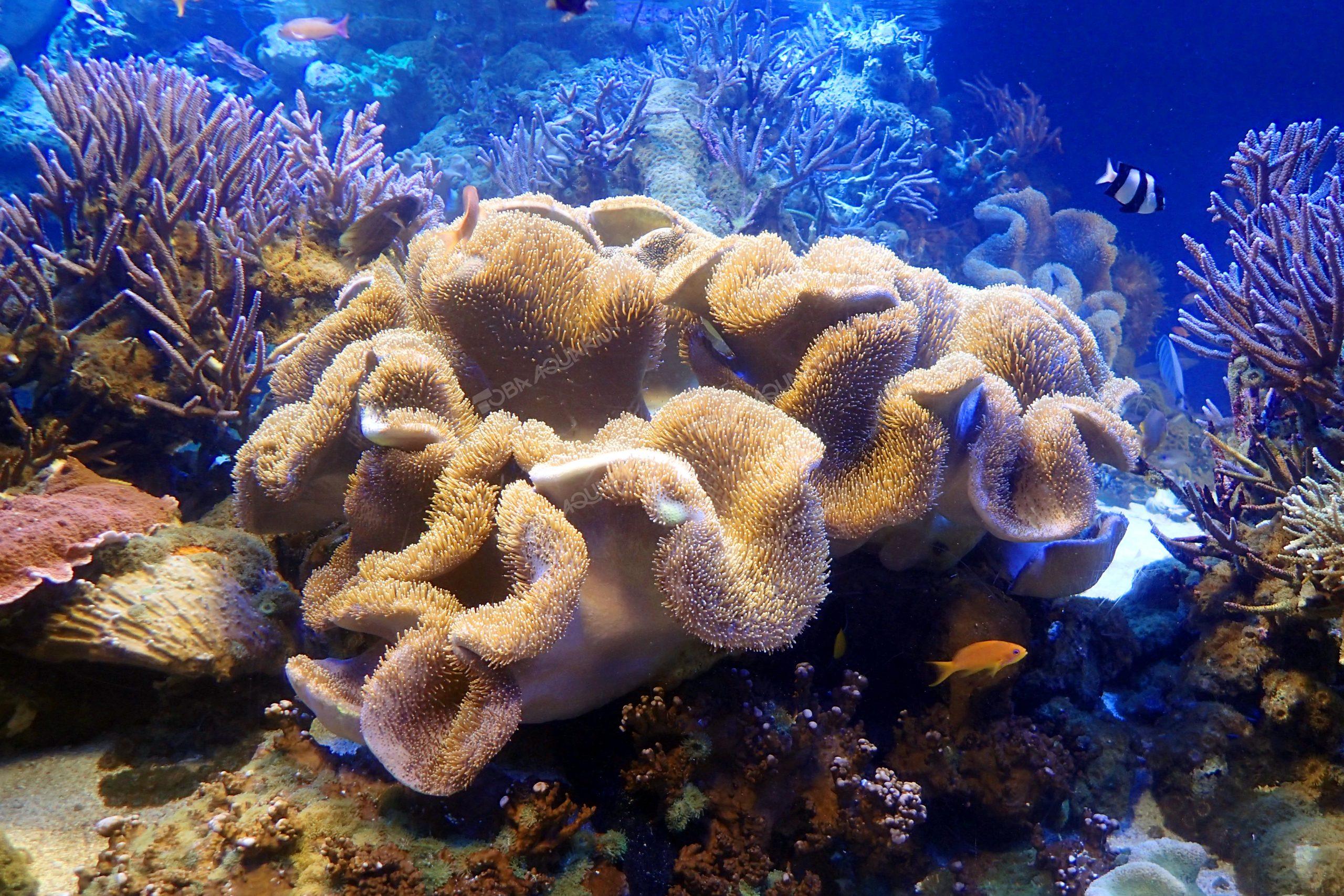 ウミキノコ - 生きもの図鑑 鳥羽水族館